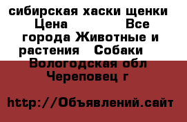 сибирская хаски щенки › Цена ­ 10 000 - Все города Животные и растения » Собаки   . Вологодская обл.,Череповец г.